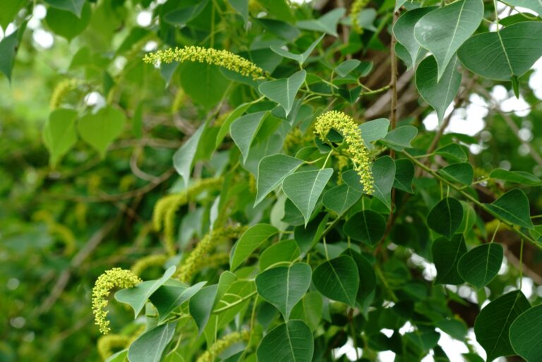 Blossoms of Chinese tallow tree
