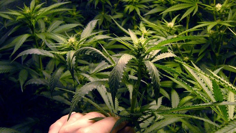 Cannabis Plants