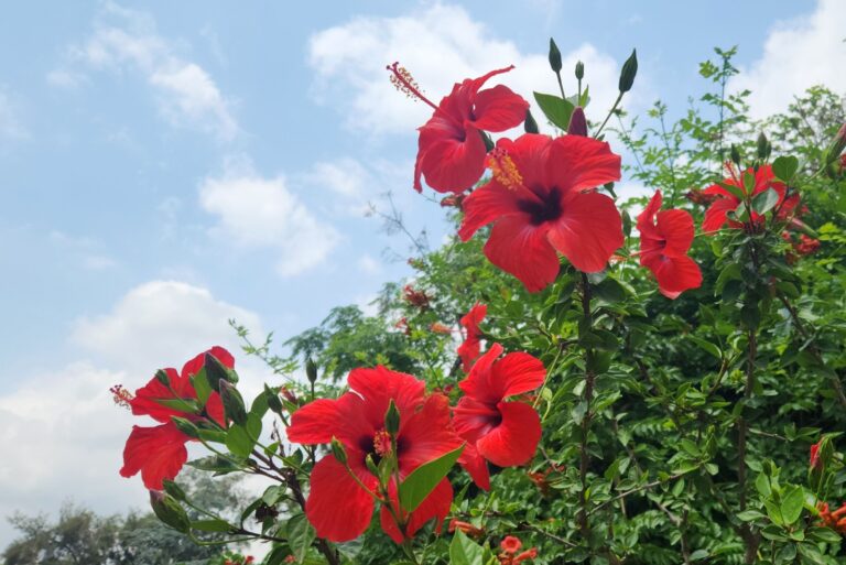 Red blooming hibiscus varieties