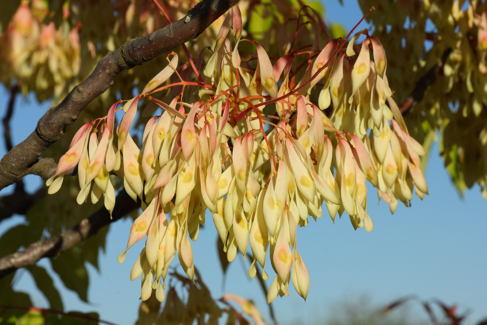 9 Best Ways To Get Rid Of Tree Of Heaven In Ohio