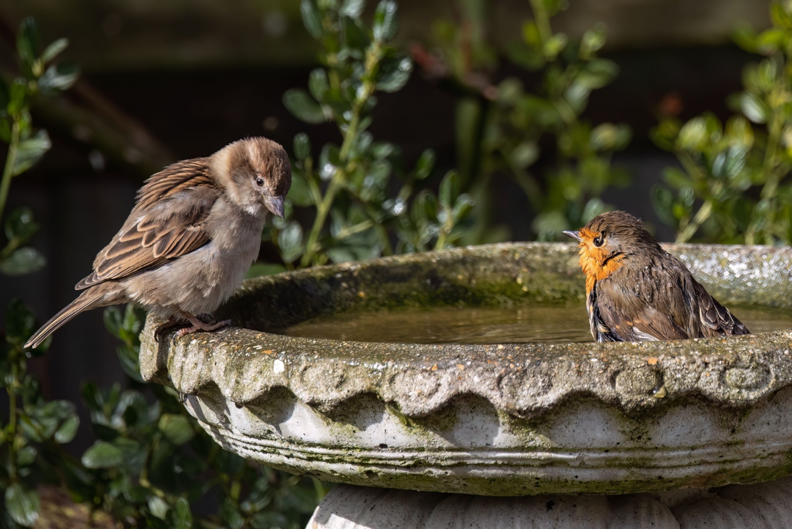 9 Biggest Birdbath Mistakes Georgia Homeowners Make And How To Correct Them