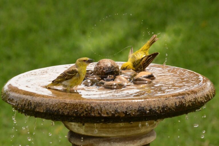 Birds bathing at the birdbath in our garden