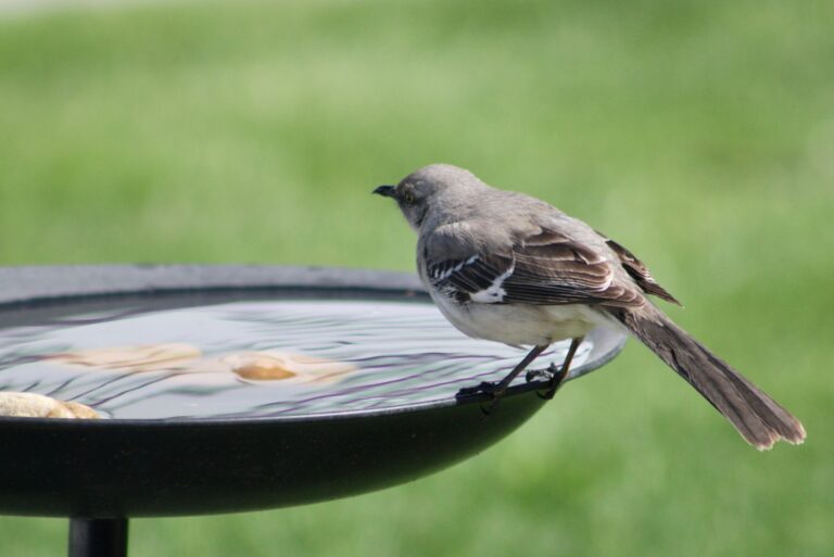 A mockingbird perched on the edge of a bird bath drinking water