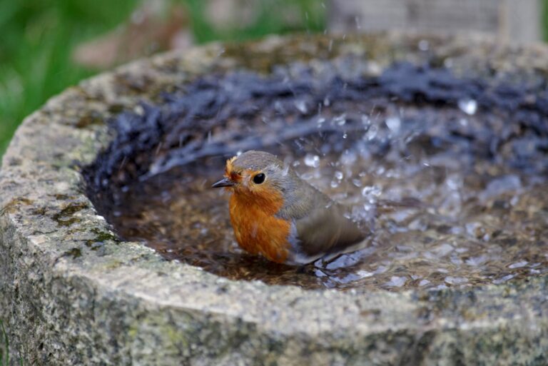 the bird bath for drinking and bathing, the robin lets the water splash