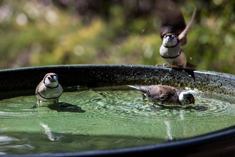 Too-Deep Water Levels Causing Bird Anxiety