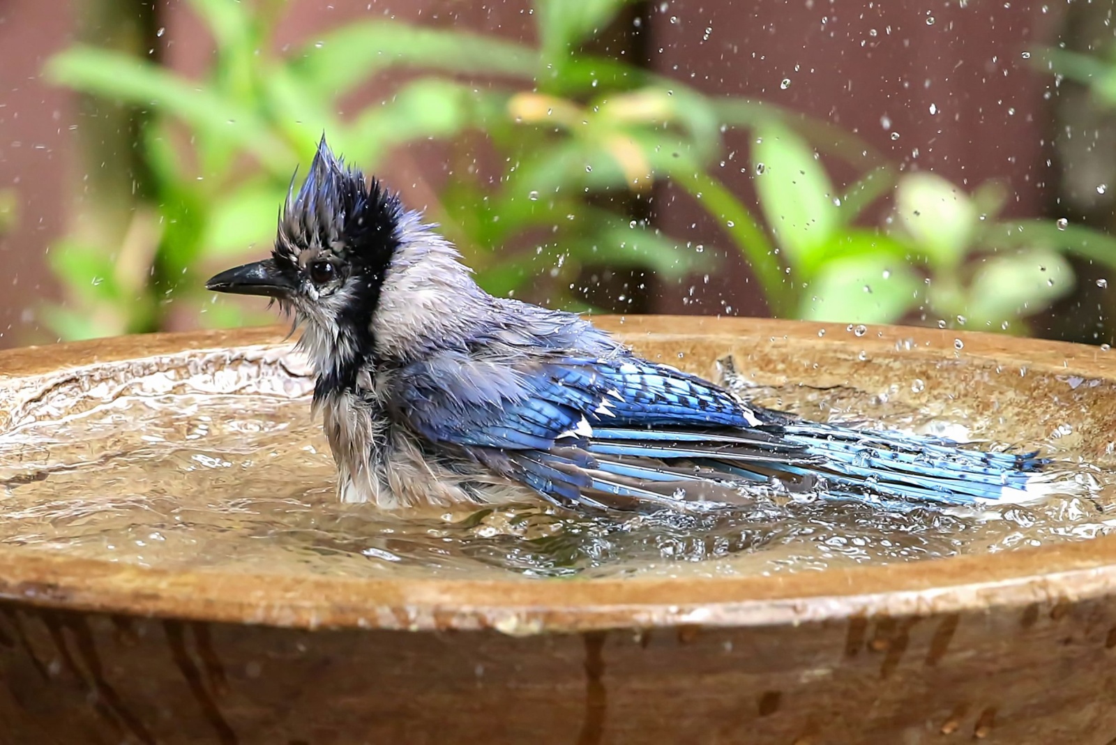 9 Birdbath Mistakes Scaring Birds Away From South Carolina Gardens (And How To Fix Them)