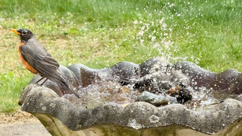 Too-Deep Water Discourages Smaller Birds