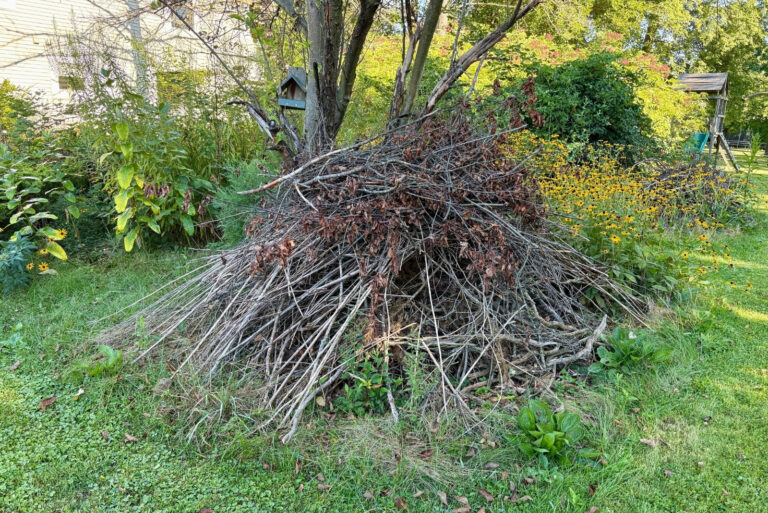 A brush pile in a suburban (featured image)