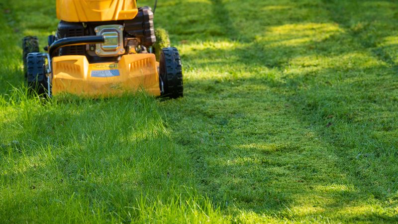 Mowing Too Short When It's Hot