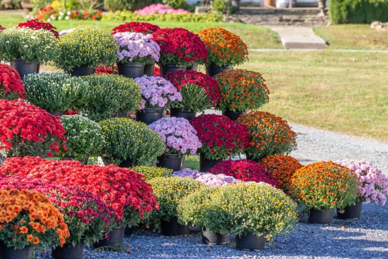 Colorful chrysanthemums on display
