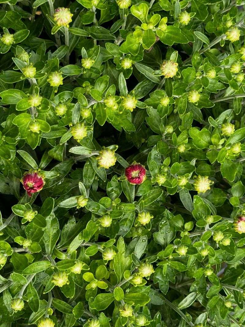 Waiting Until Peak Bloom