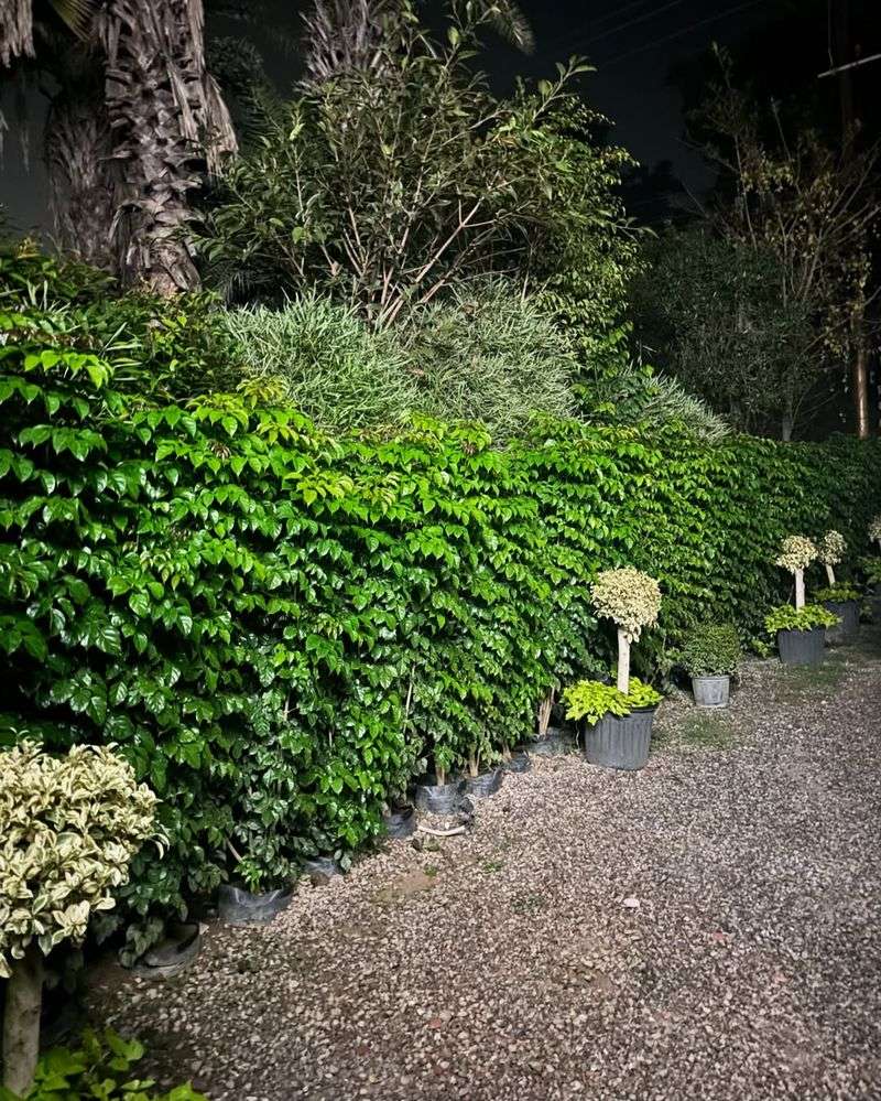 Towering Privacy Hedges