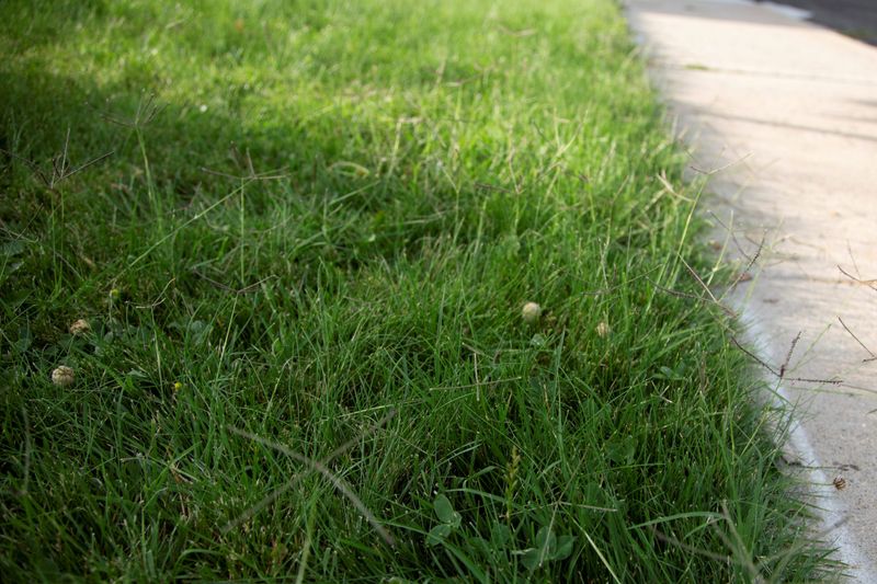 Non-Native Grass Lawns