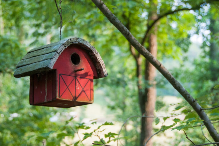 Birdhouse (featured image)