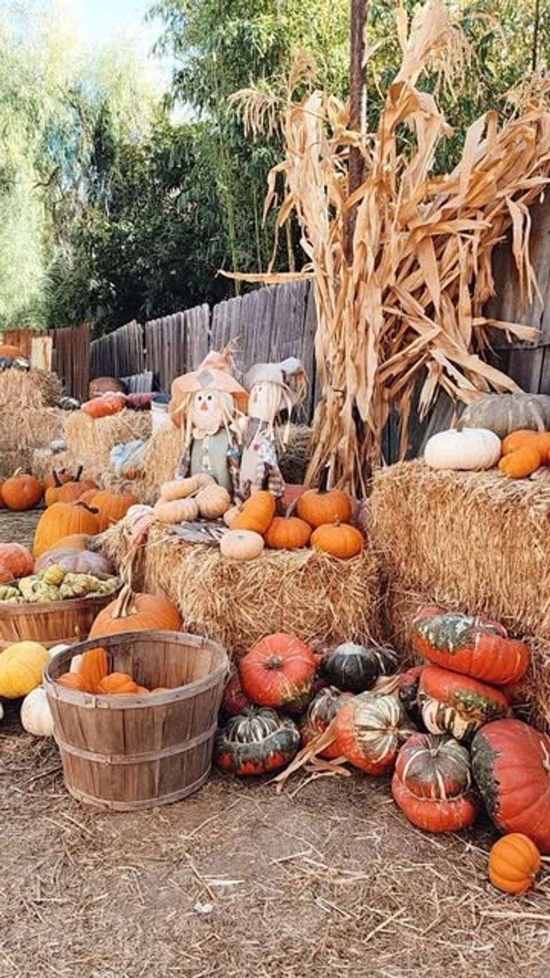 Coastal Pumpkin Patch Display