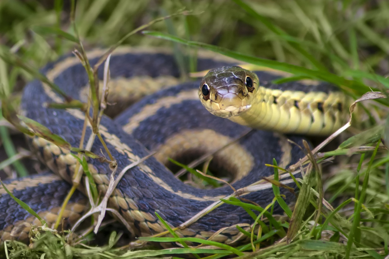 9 Creatures It’s Illegal To Remove From New York Gardens