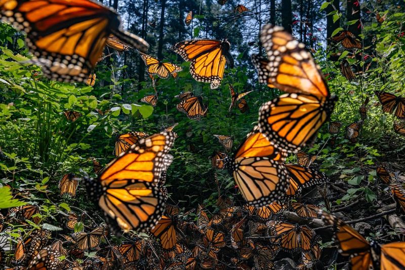 The Monarch Butterfly's Royal Protection