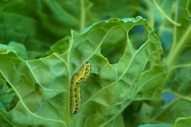 Cabbage worm caterpillar attacking green vegetable and causing damage