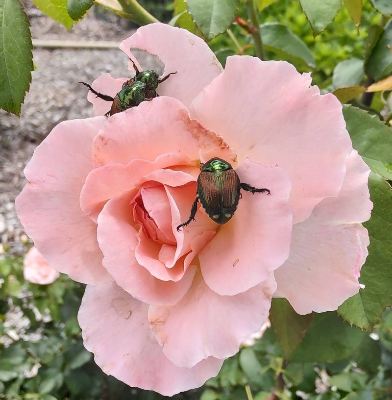 Japanese Beetles And Their Rose-Devouring Habits