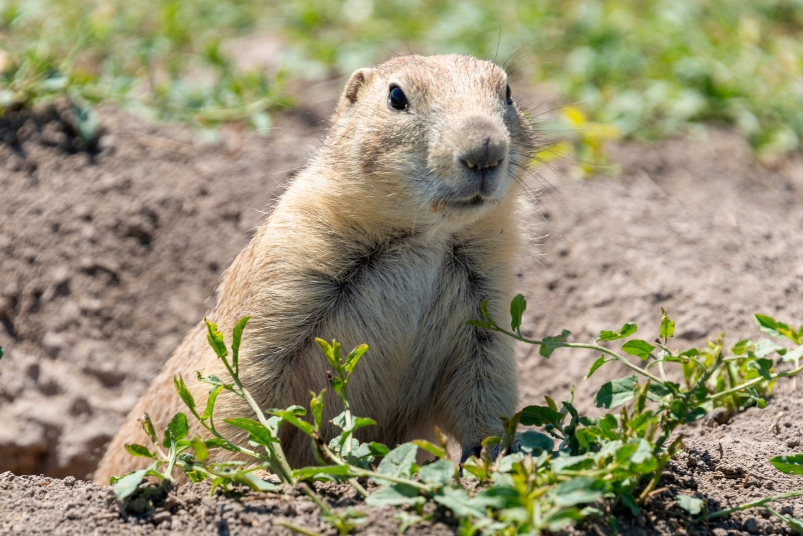 9 Easy Natural Methods To Stop Gophers In California Yards