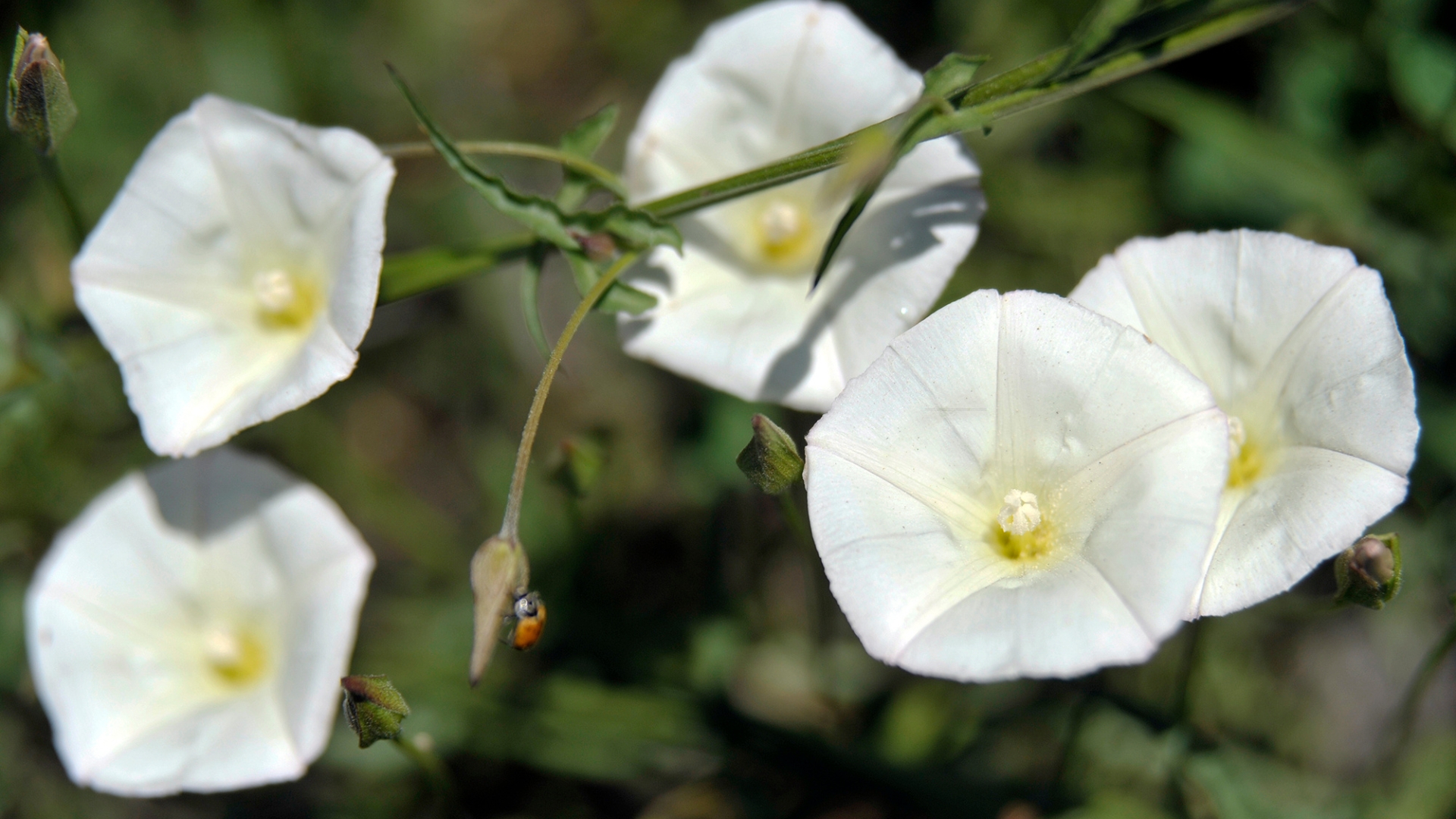9 Easy Ways To Get Rid Of Bindweed In Oregon Yards