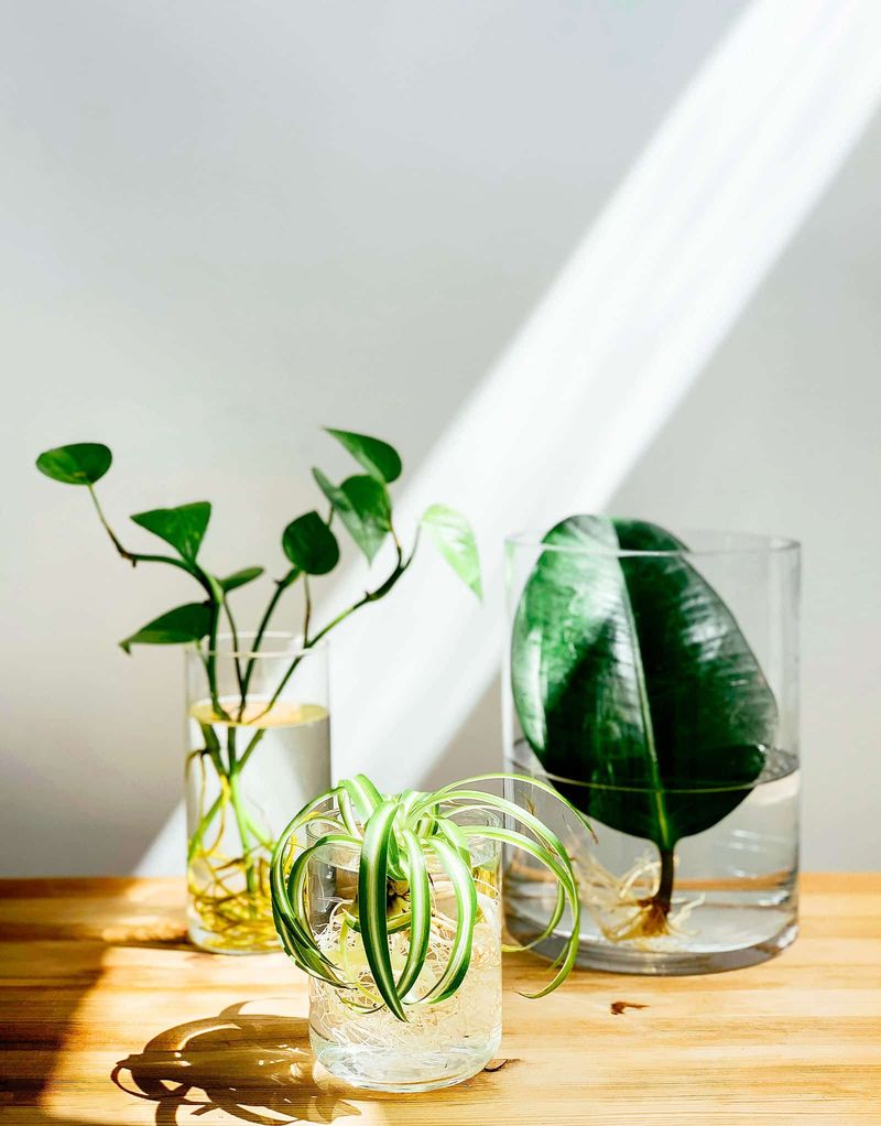 Water Propagation In Clear Containers