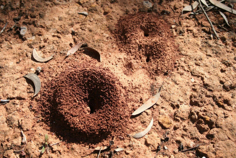 Ant hills (featured image)