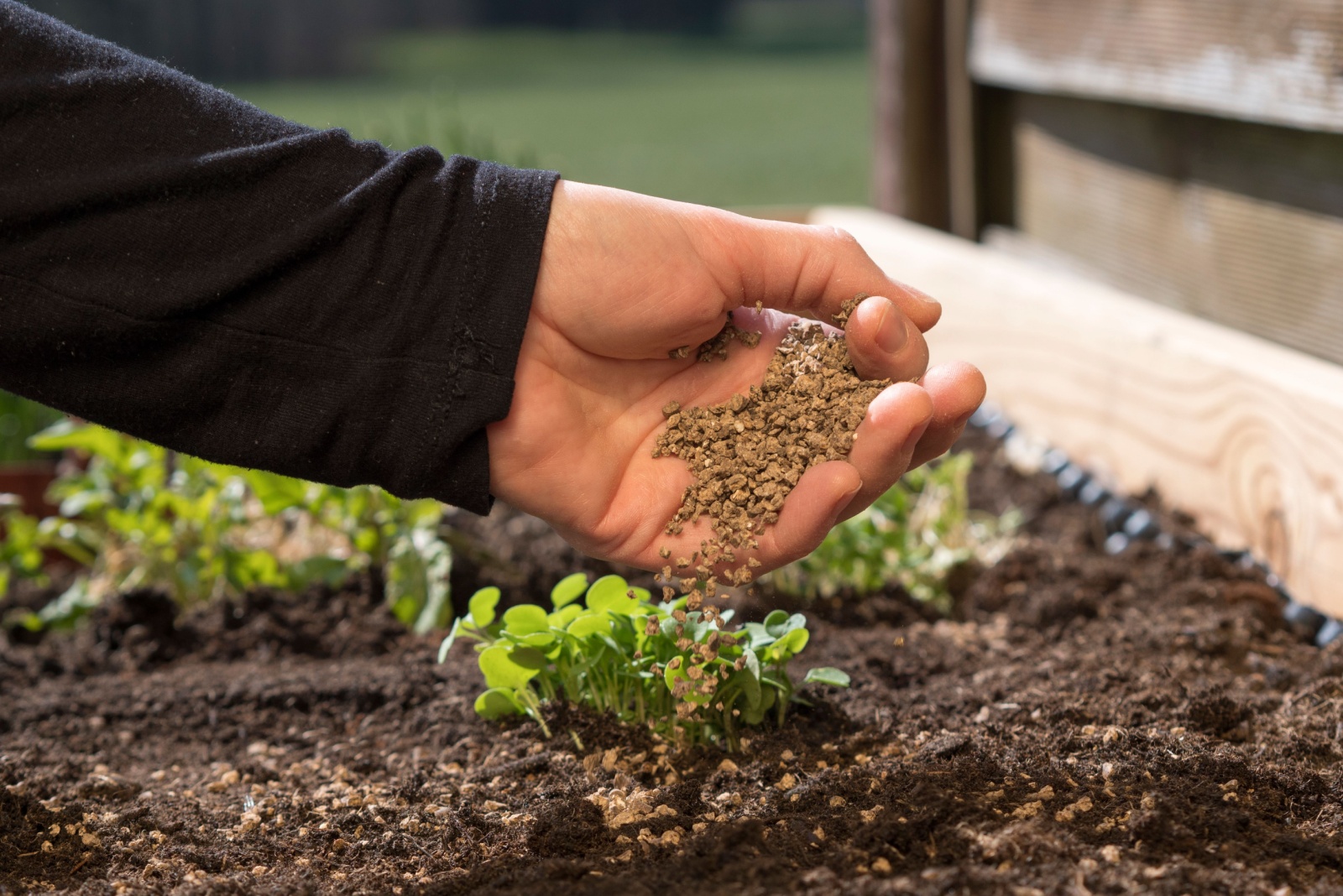 9 Fall Fertilization Tips Every Texas Garden Needs Right Now