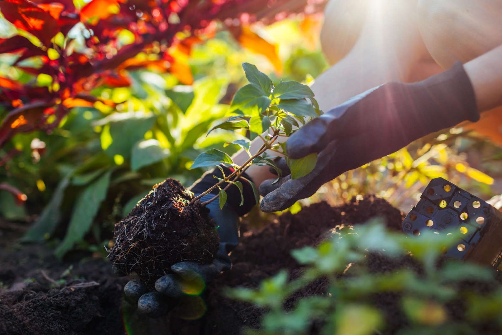 9 Fall Planting Advantages Every Virginia Homeowner Should Know