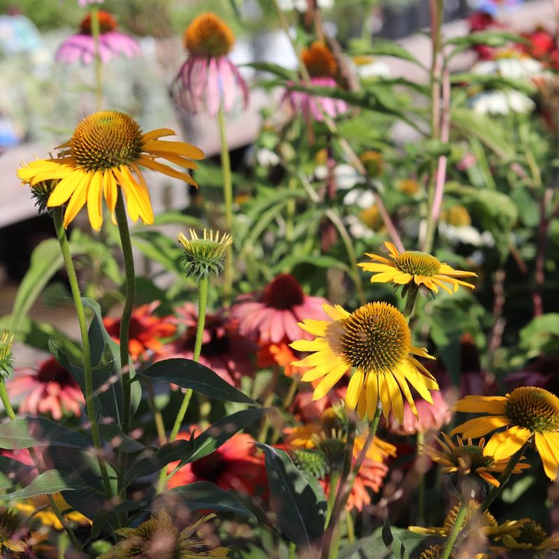 Cooler Temperatures Reduce Plant Stress
