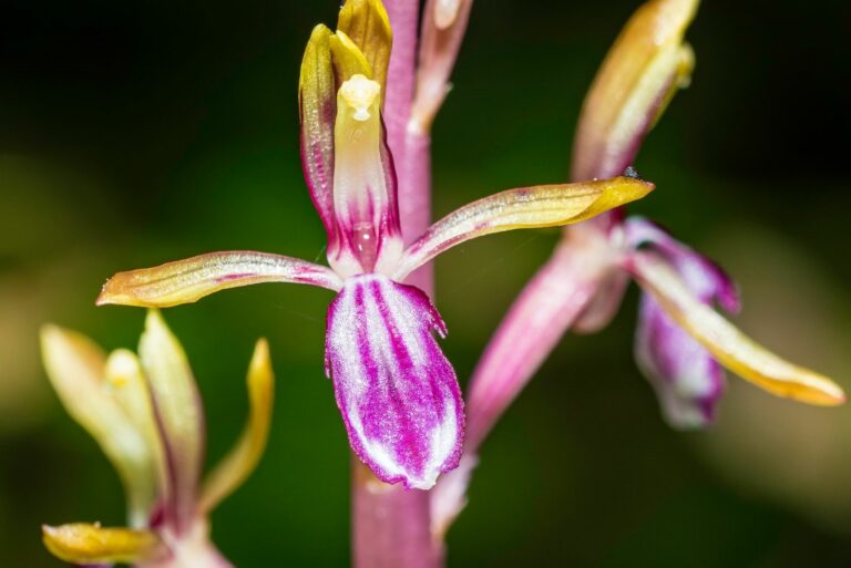 coralroot orchid native