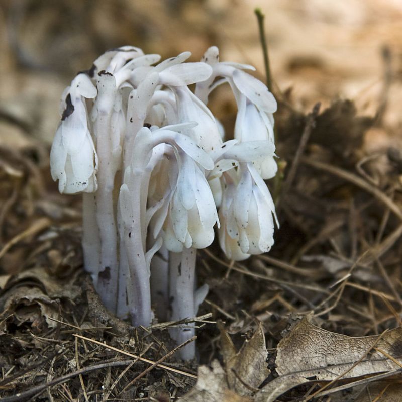 Indian Pipe (Monotropa uniflora)