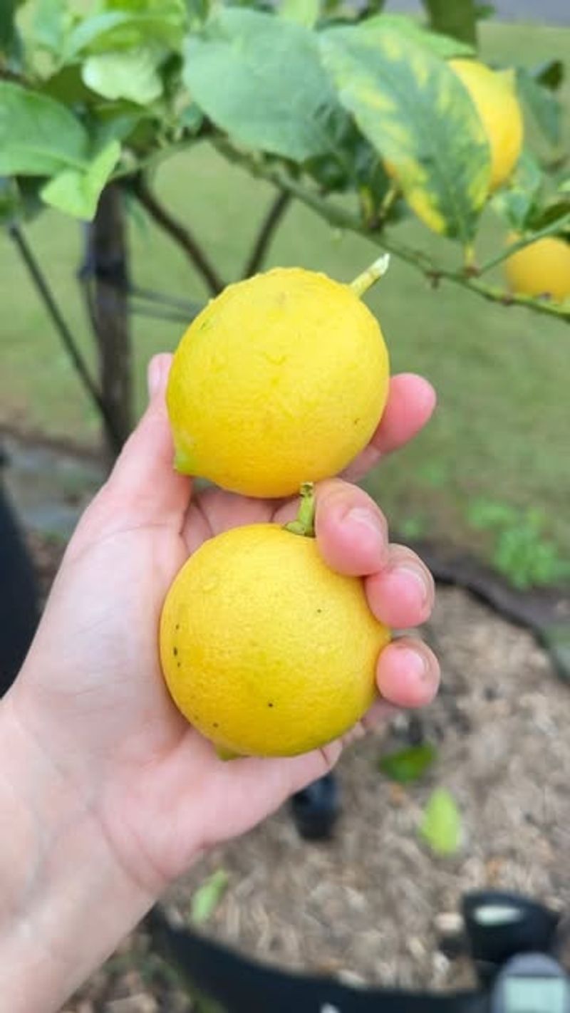 Citrus Trees: When Lemons Give You Heartache