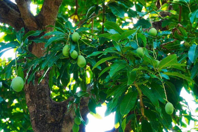 green mangoes