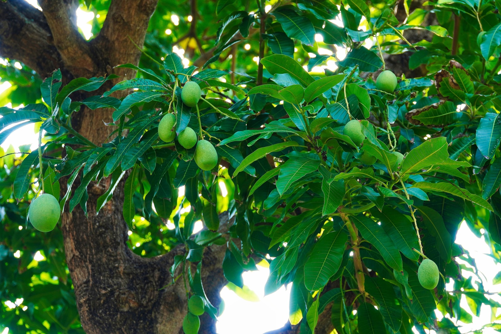 9 Fruit Trees Oregon Gardeners Should Avoid Planting