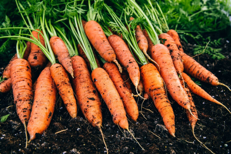 Carrots (featured image)
