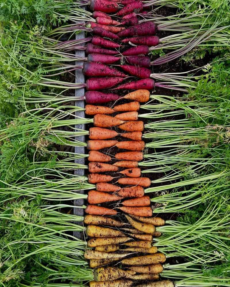 Choose Sweet Varieties