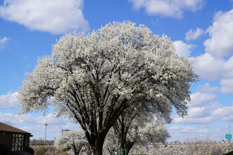 A blooming Bradford Pear tree