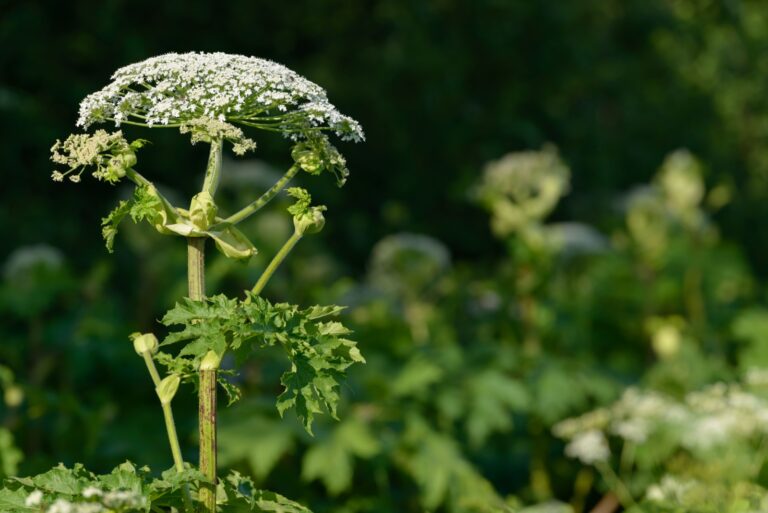Giant dangerous allergic hogweed plant growing in the field