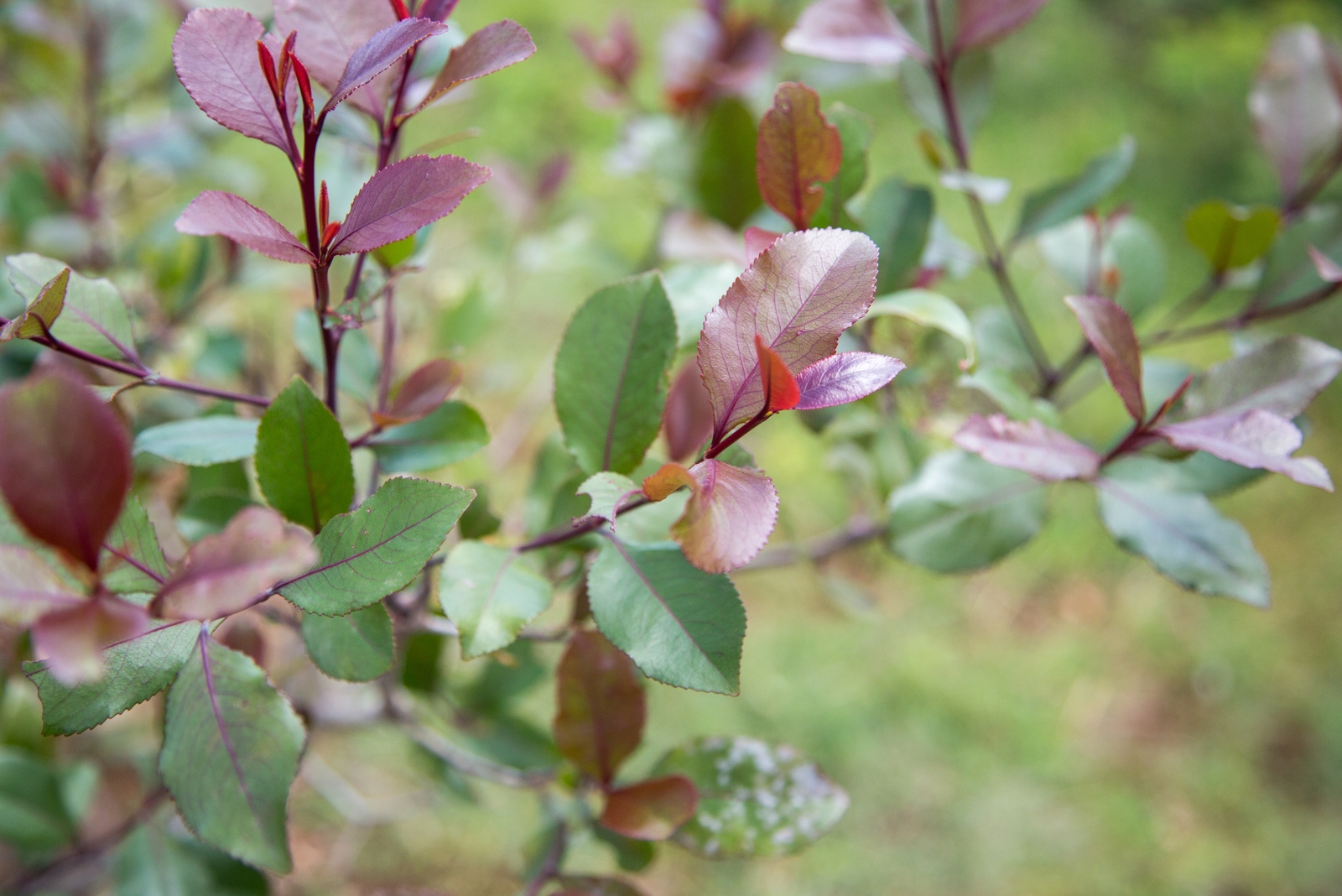 khat plant foliage