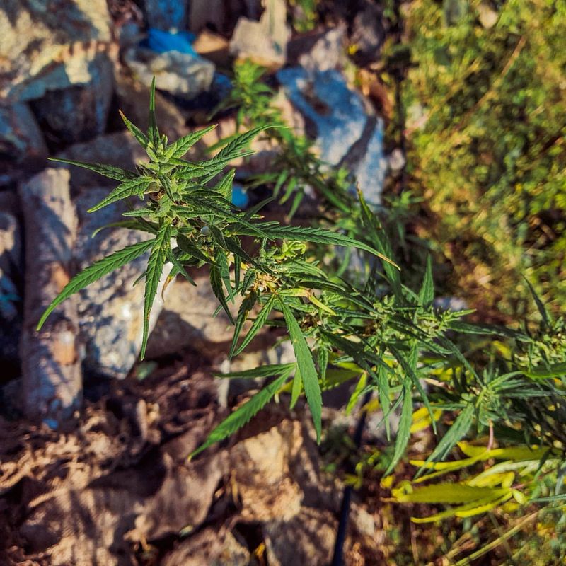 Cannabis (Marijuana)