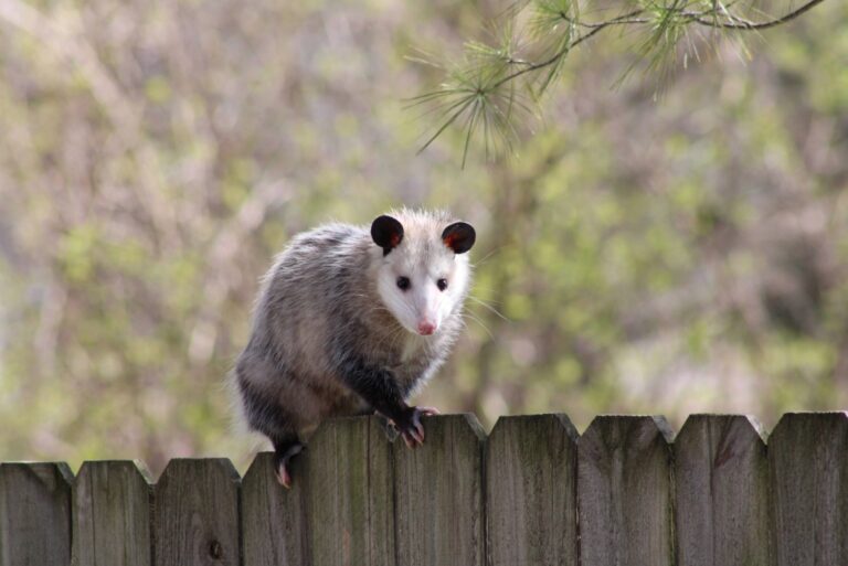 possum on a fence