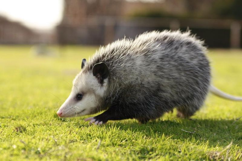 Protected Wildlife Status
