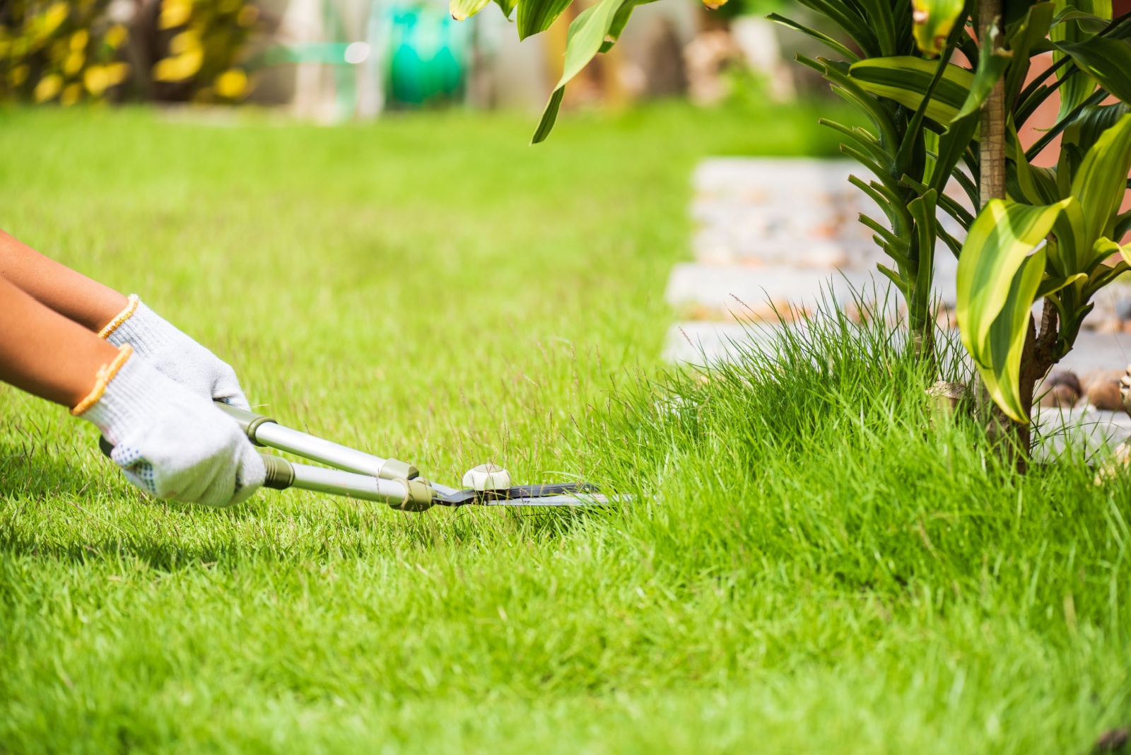 gardener cuts lawn grass
