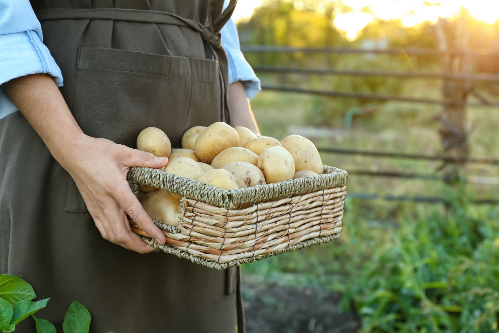 9 Late-Summer Potato Growing Tips Idaho Gardeners Swear By For Bigger Harvests