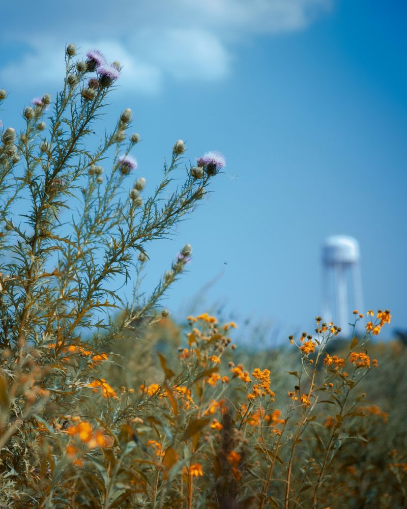 Midewin National Tallgrass Prairie