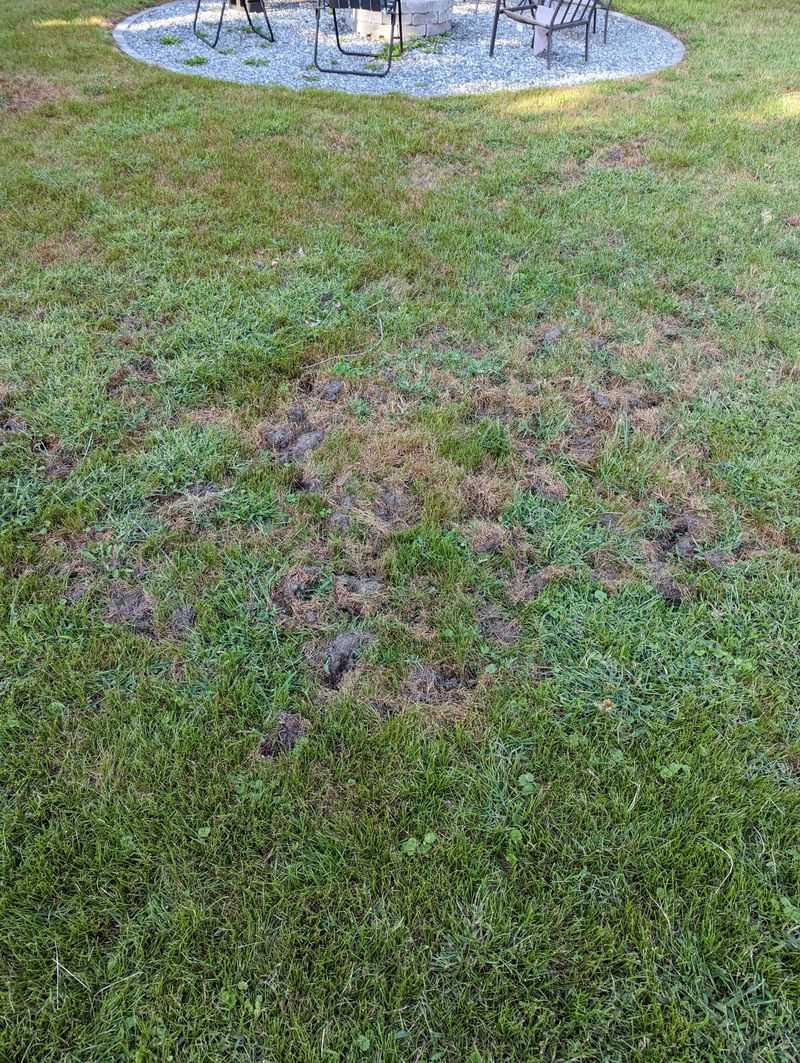 Cutting Grass Too Short
