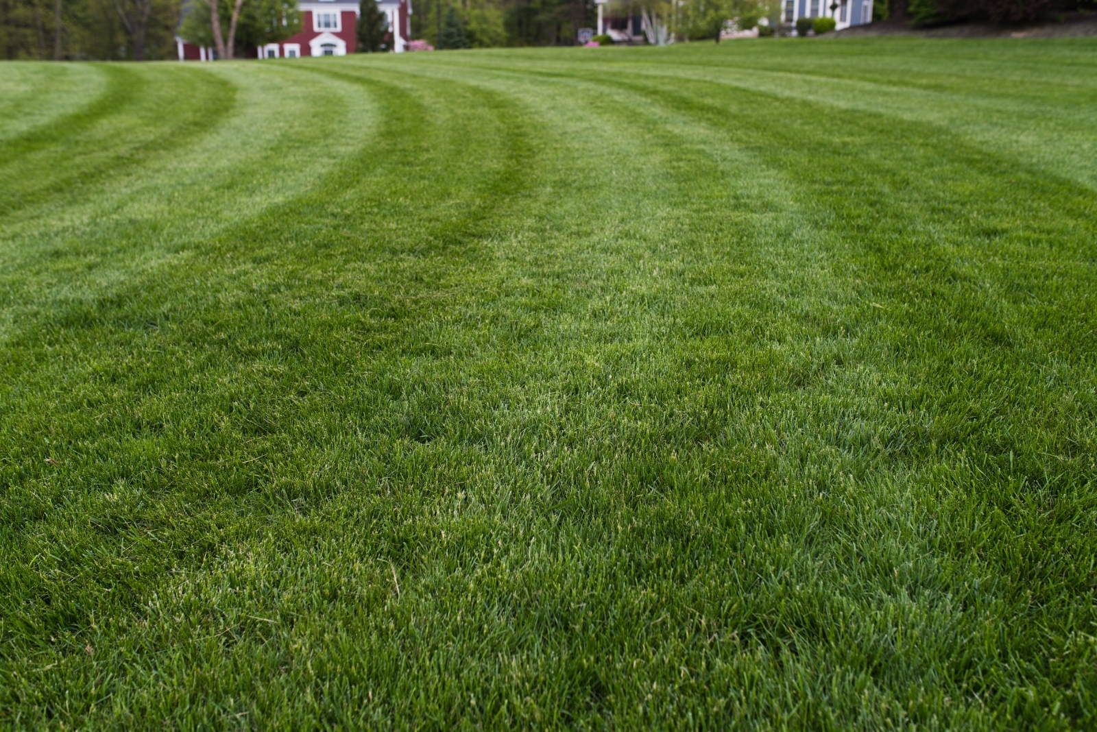 9 Mistakes That Damage Arizona Lawns In Late Summer