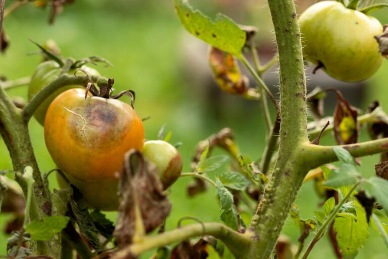 Tomato Fungal Disease Phytophthora