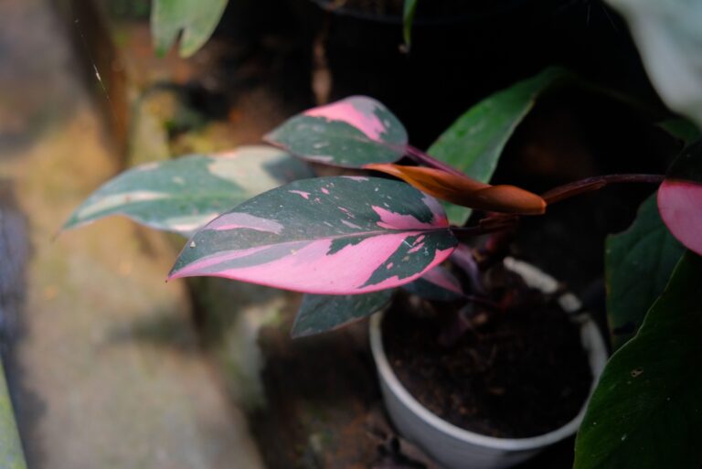 Philodendron pink princess